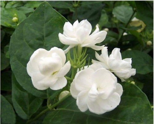 22--Jasmine-Flower--Purity.jpg
