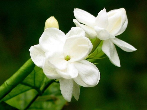 23--Jasmine-Flower--Purity.jpg