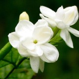 23--Jasmine-Flower--Purity