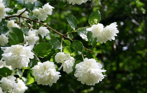 24--Jasmine-Flower--Purity.jpg