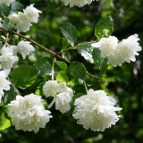 24--Jasmine-Flower--Purity