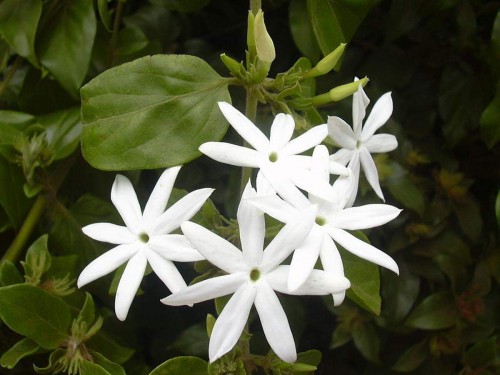 25--Jasmine-Flower--Purity.jpg