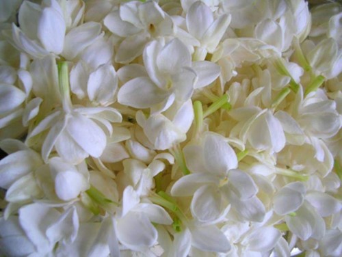 26--Jasmine-Flower--Purity.jpg