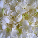 26--Jasmine-Flower--Purity