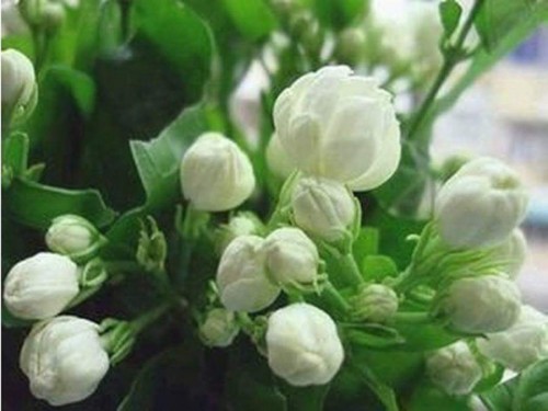 27--Jasmine-Flower--Purity.jpg