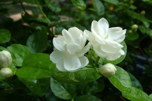 28--Jasmine-Flower--Purity.jpg