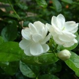 28--Jasmine-Flower--Purity