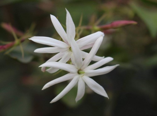 29--Jasmine-Flower--Purity.jpg