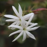 29--Jasmine-Flower--Purity