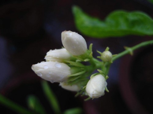 3--Jasmine-Flower--Purity.jpg