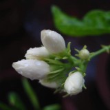 3--Jasmine-Flower--Purity