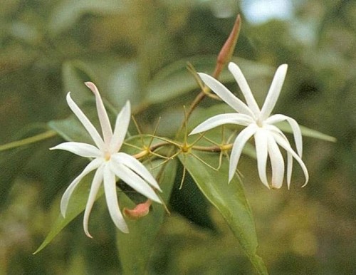 30--Jasmine-Flower--Purity.jpg