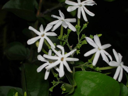 31--Jasmine-Flower--Purity.jpg