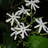 31--Jasmine-Flower--Purity