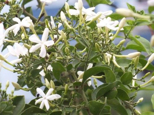 32 Jasmine Flower : Purity