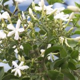 32--Jasmine-Flower--Purity
