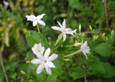 4--Jasmine-Flower--Purity.jpg