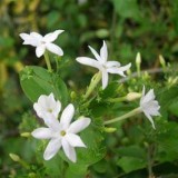4--Jasmine-Flower--Purity
