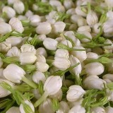 5--Jasmine-Flower--Purity