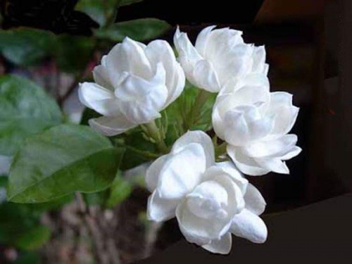 6--Jasmine-Flower--Purity.jpg
