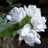 6--Jasmine-Flower--Purity