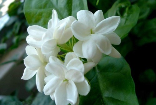 7 Jasmine Flower : Purity