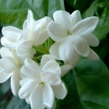 7--Jasmine-Flower--Purity