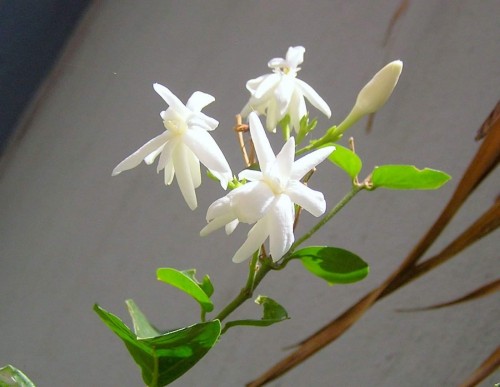 8--Jasmine-Flower--Purity.jpg