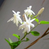 8--Jasmine-Flower--Purity