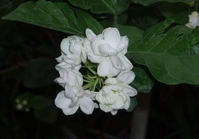 9--Jasmine-Flower--Purity.jpg