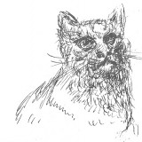 studies-of-cats-1