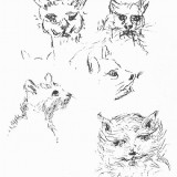 studies-of-cats-2