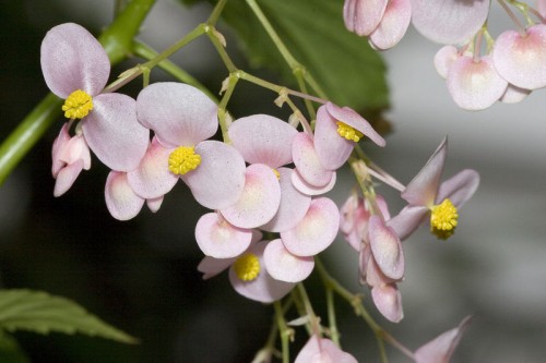 800px-Begonia.naumoniensis.7083.jpg