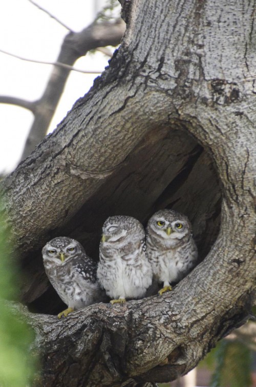 Owls at Service Tree Sri Aurobindo Ashram