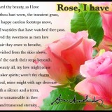 Rose-I-have-loved