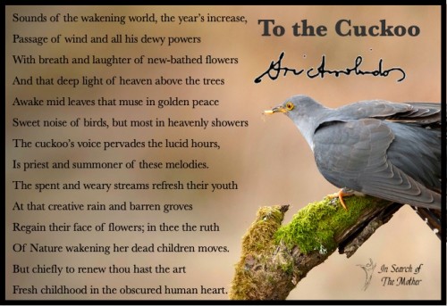 To the cuckoo