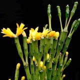 Cactus-Riches_Fortune-1