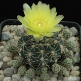 Cactus-Riches_Fortune-12