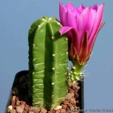 Cactus-Riches_Fortune-18