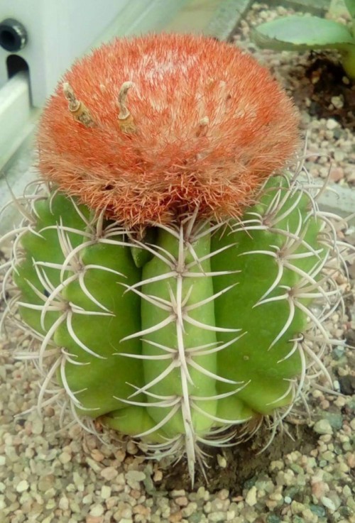 Cactus-Riches_Fortune-19.jpg