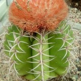 Cactus-Riches_Fortune-19