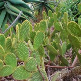 Cactus-Riches_Fortune-20