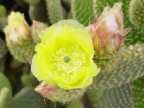 Cactus-Riches_Fortune-21.jpg