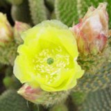 Cactus-Riches_Fortune-21