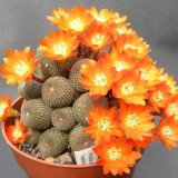 Cactus-Riches_Fortune-22