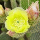 Cactus-Riches_Fortune-24