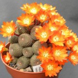 Cactus-Riches_Fortune-25