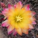 Cactus-Riches_Fortune-4