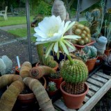 Cactus-Riches_Fortune-5