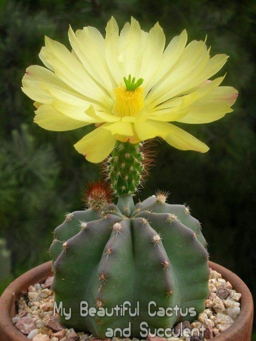 Cactus-Riches_Fortune-6.jpg